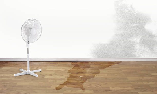 Best 24/7 water damage repair  in Indian Rocks Beach, FL